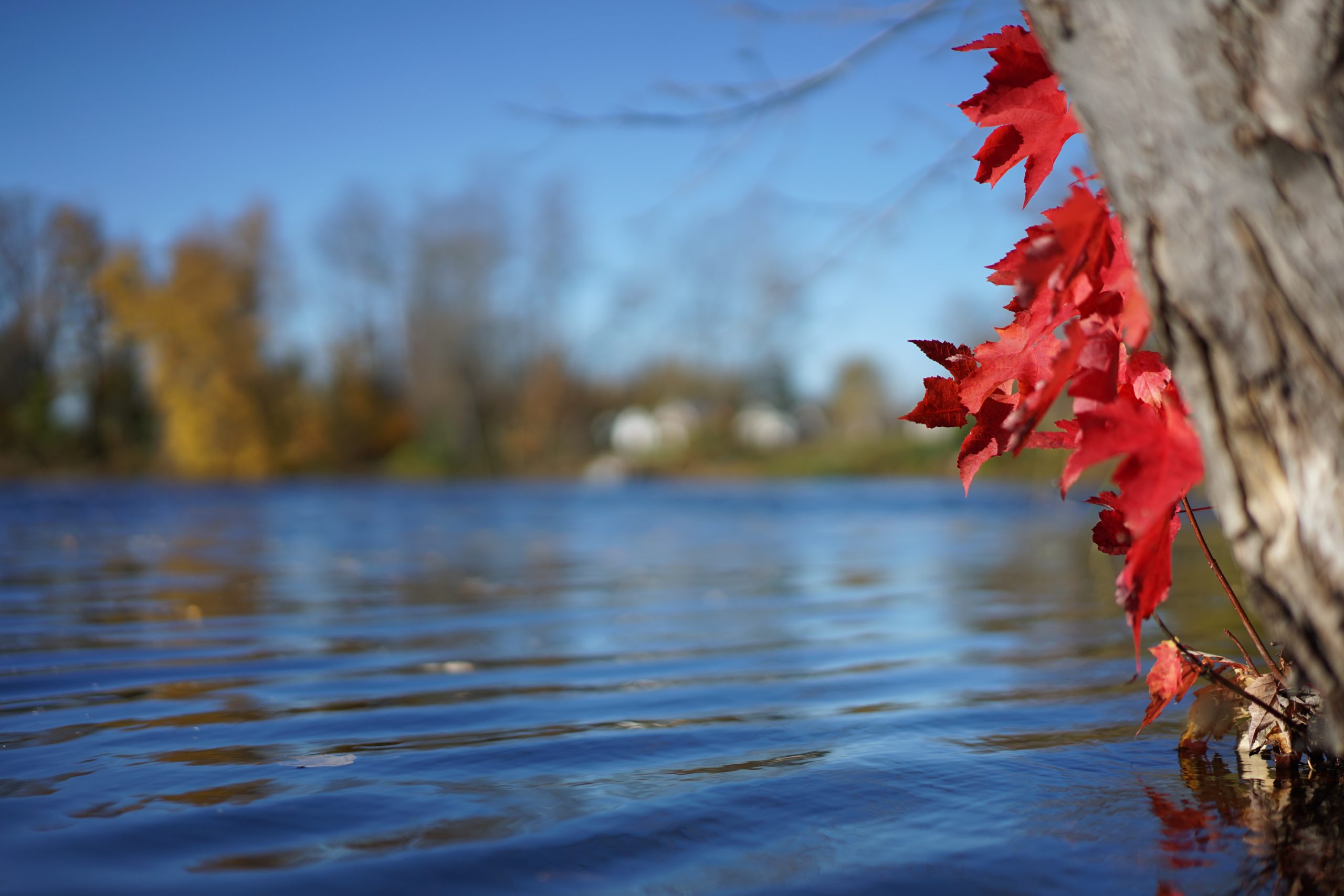 River with red maple leaves