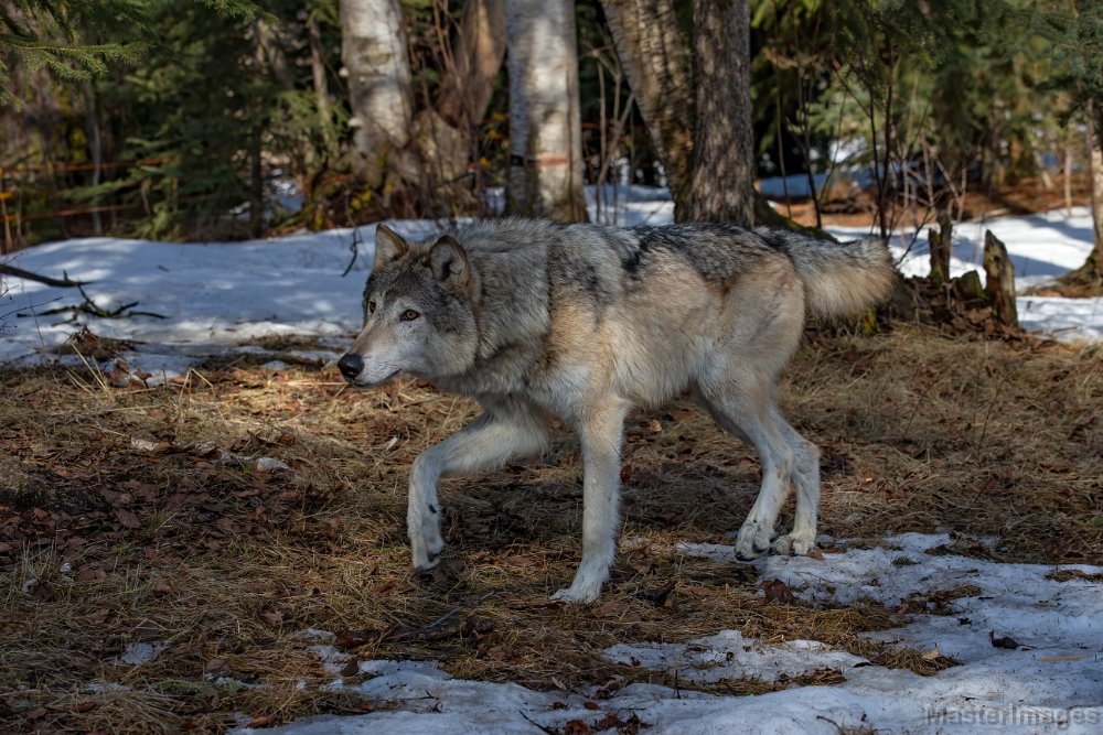 Wolf © Larry Master