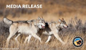 Wildlife Advocacy Organizations Condemn Wisconsin Wolf Policy