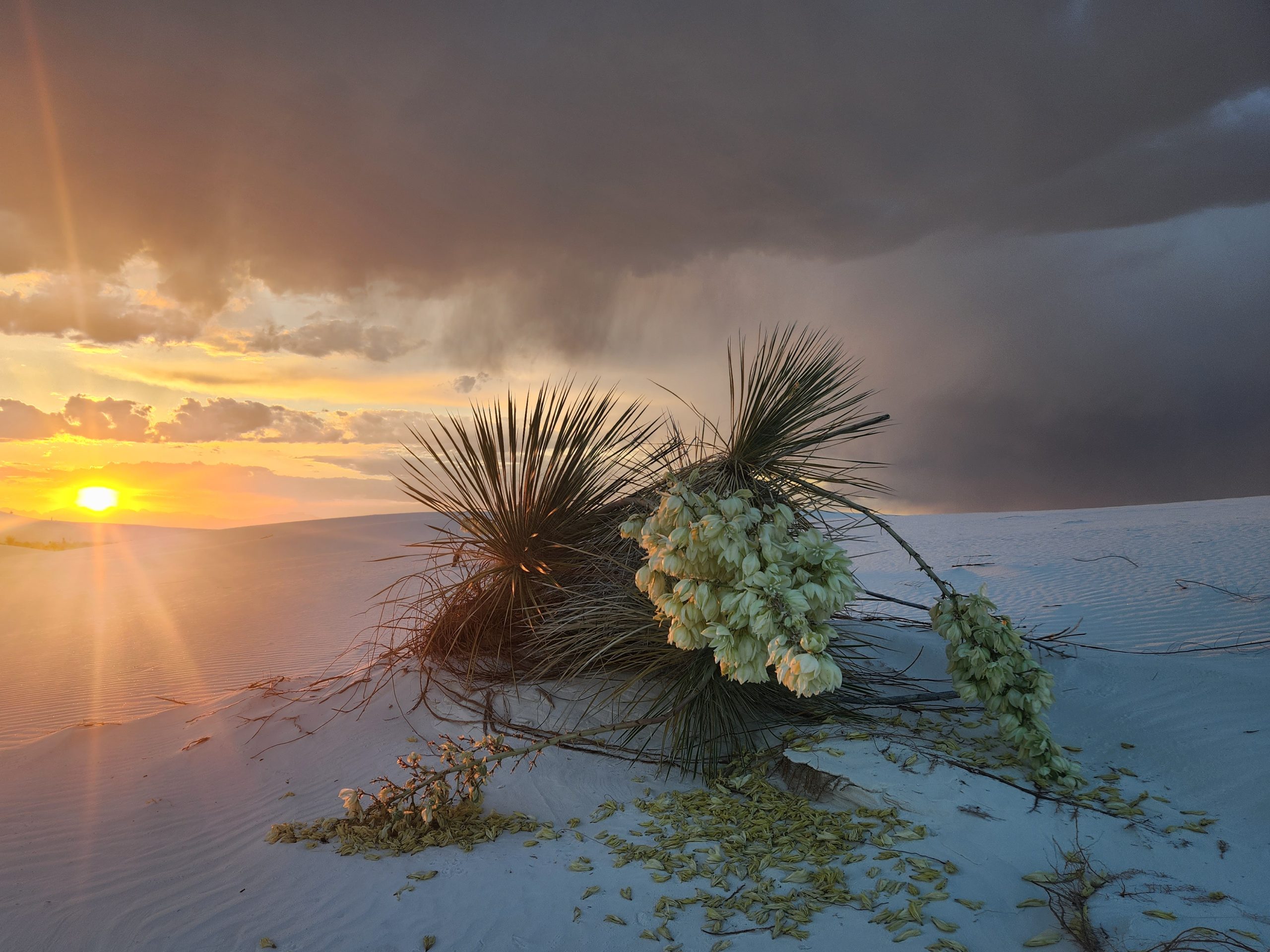 Soaptree Yucca, White Sands National Park (New Mexico)
