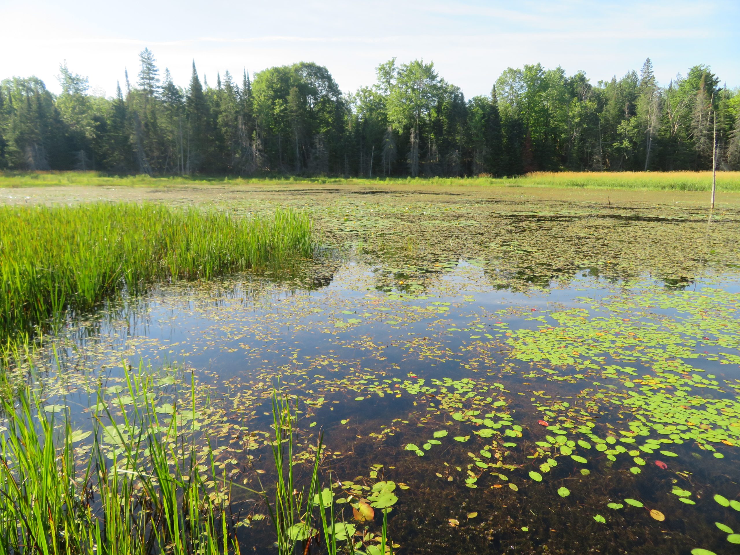This wetland was once a drained depression in an agricultural landscape. It is now part of a provincially significant wetland and supports seven species of breeding frogs, as well as providing habitat for the endangered Blanding’s Turtle. Paul and Cathy Keddy bought this wetland, restored it, and then donated an easement with the local land trust to ensure the property is protected in perpetuity.