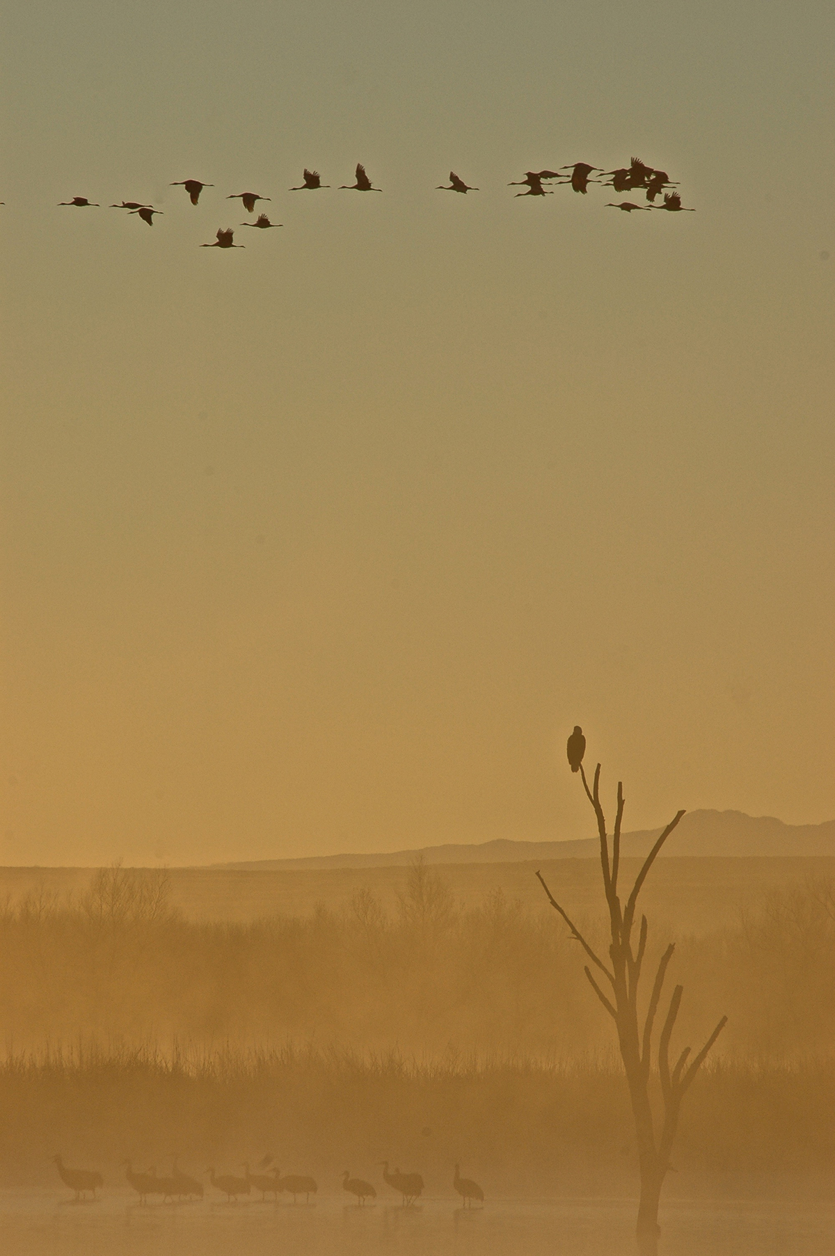 Bald Eagle and Cranes at Bosque del Apache NWR, NM