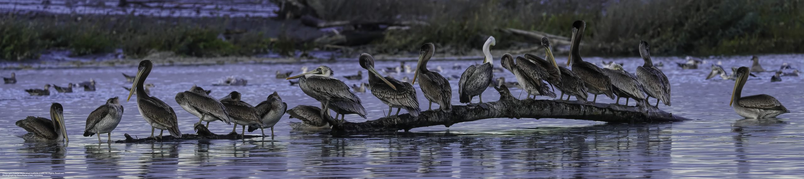 Brown Pelicans at Elwha Nearshore © Coastal Watershed Institute