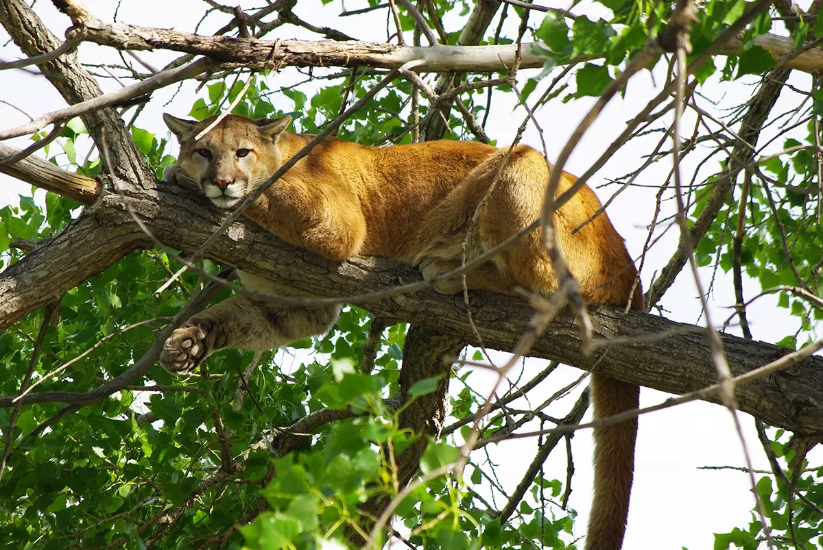Mountain lion in a cottonwood tree