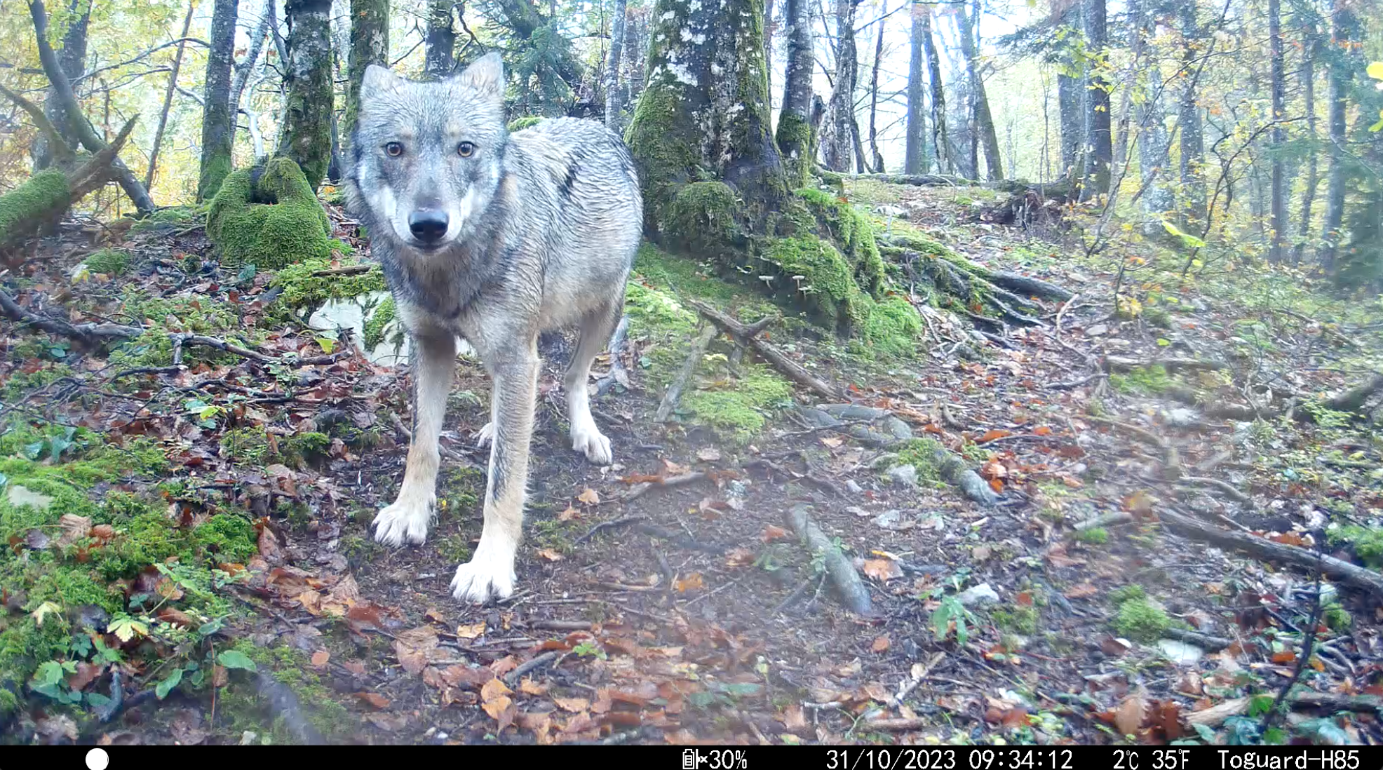 Young wolf captured on a wildlife camera in Switzerland, Oct. 31, 2023 © Marco Lambertini
