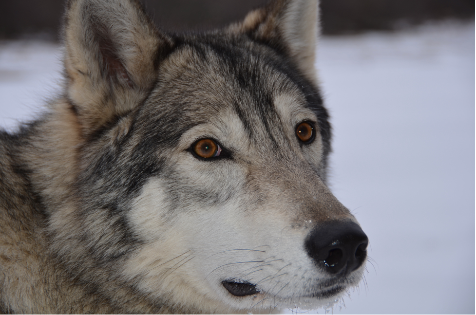 Cree, Timber Wolf © Adirondack Wildlife Refuge