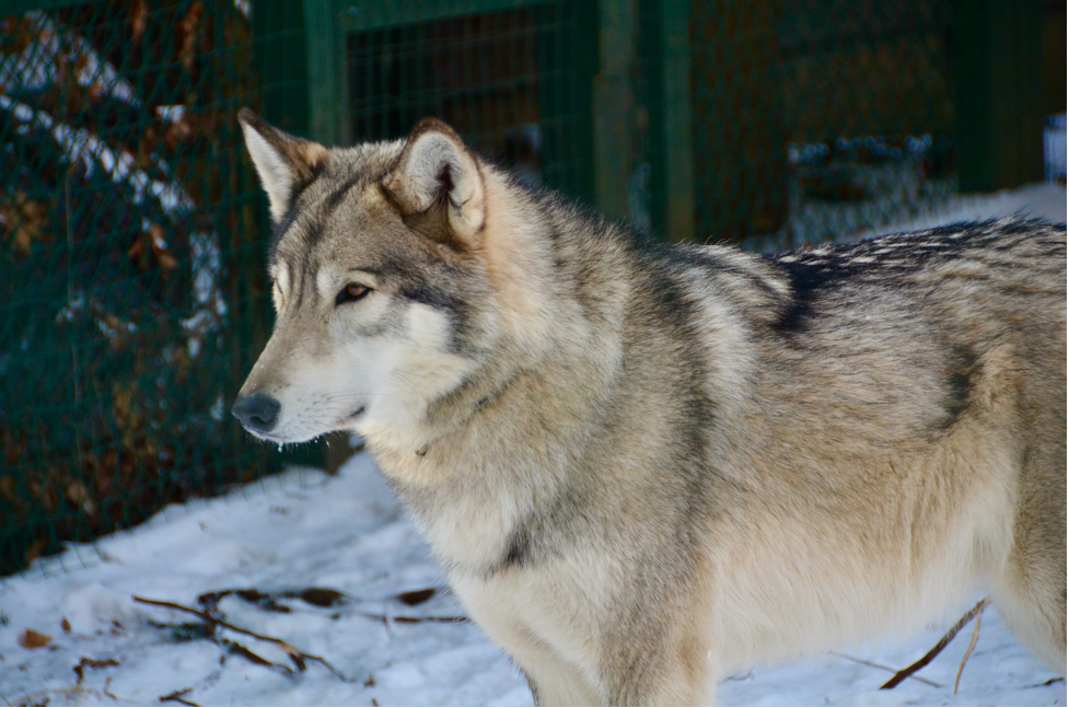 Cree, Timber Wolf © Adirondack Wildlife Refuge
