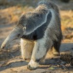 Giant Anteater