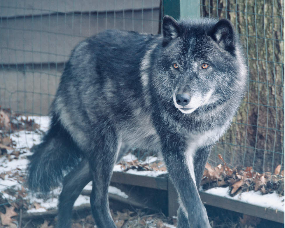 Zeebie, Western Wolf, Adirondack Wildlife Refuge. Photo © D. Plumley, 2010