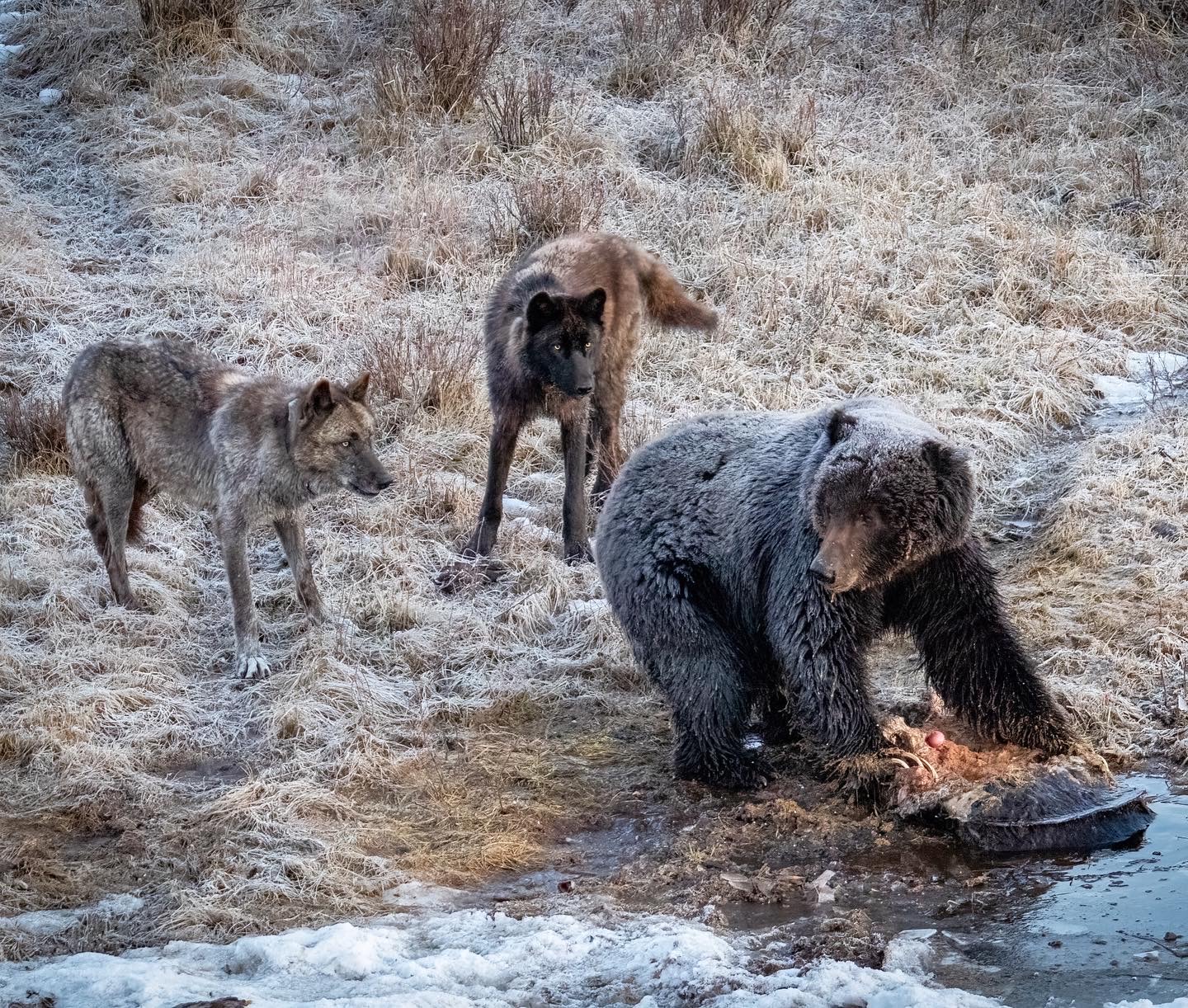 Wolves & grizzly bear © Ben Bluhm