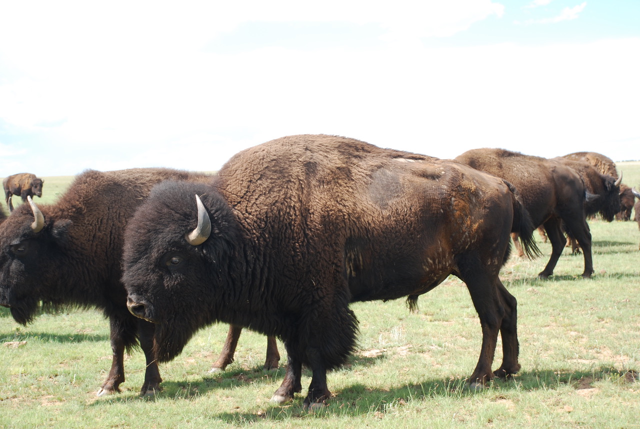 bison