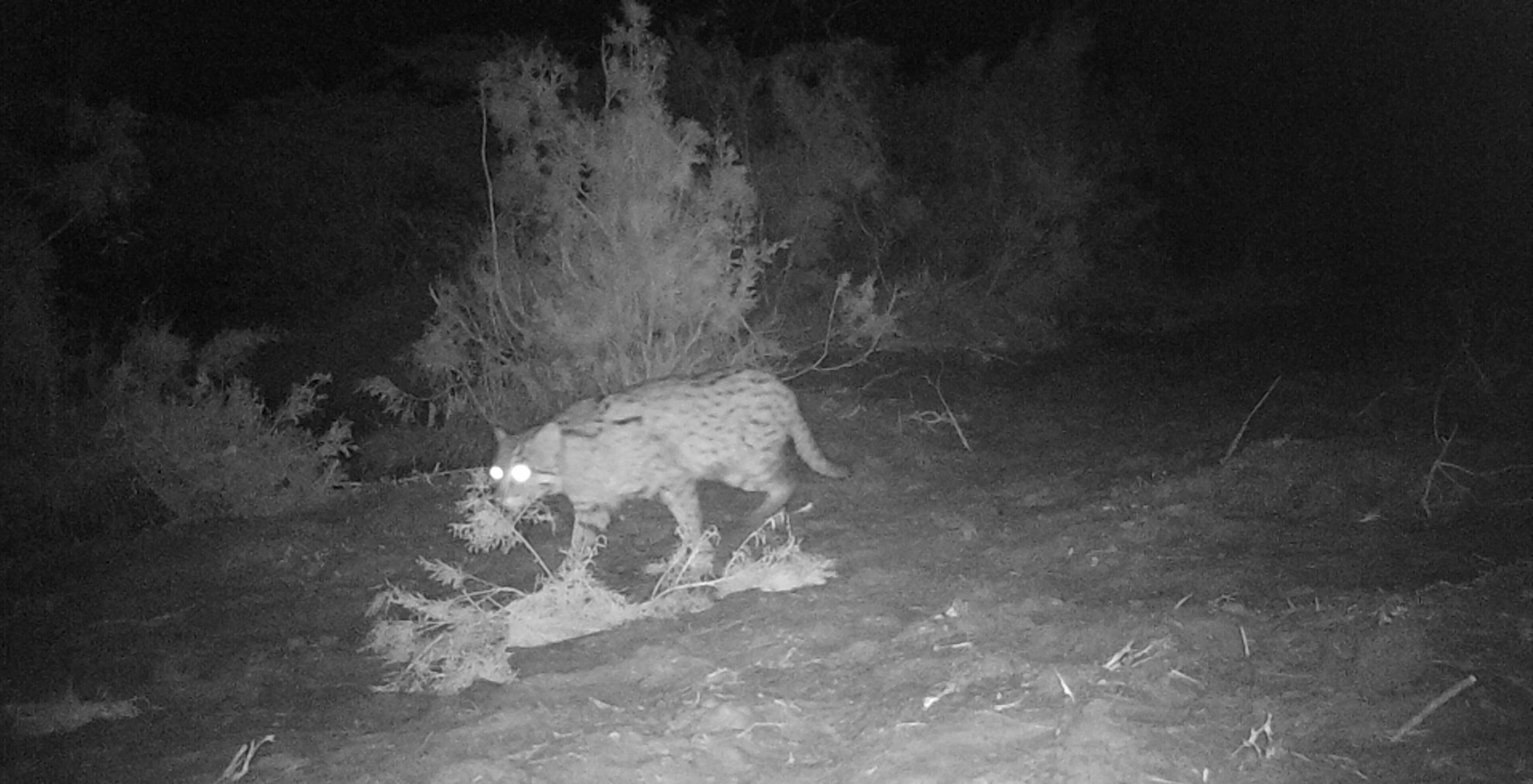 Fishing Cat © Indus Fishing Cat Project