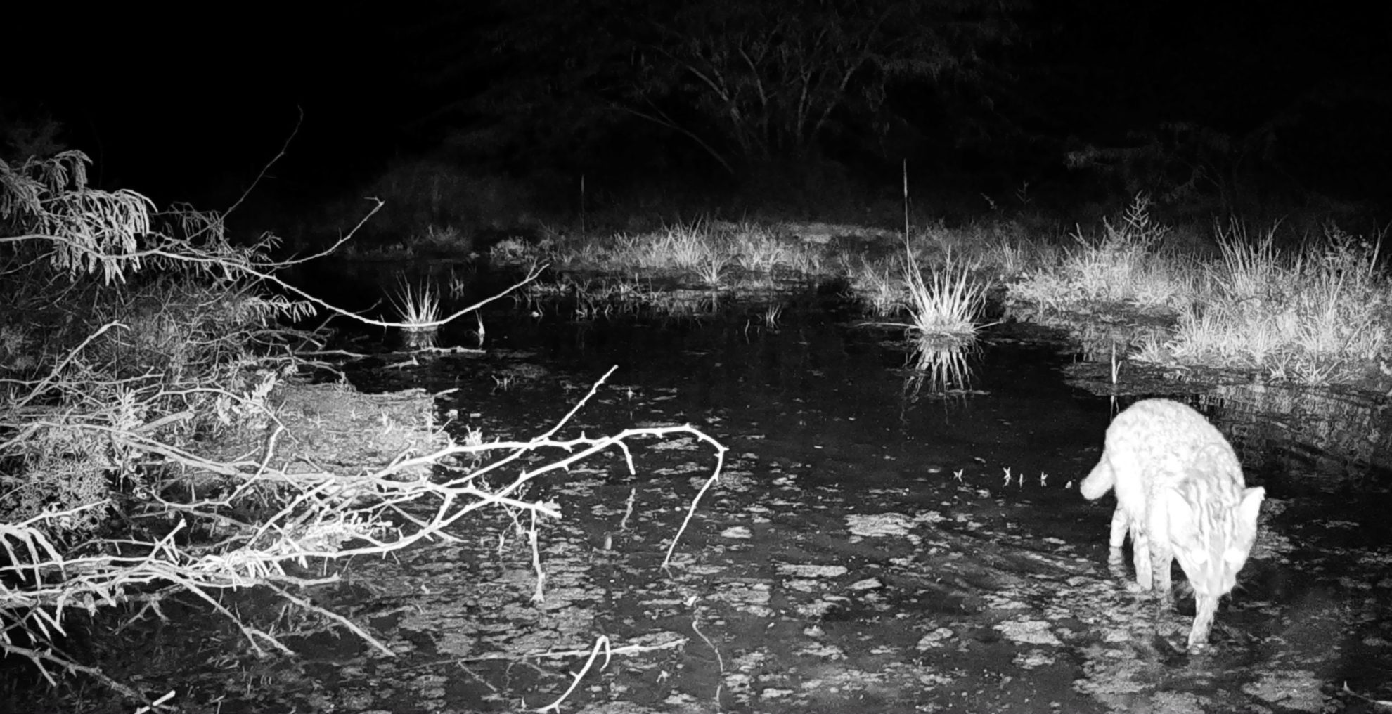 Fishing Cat © Indus Fishing Cat Project