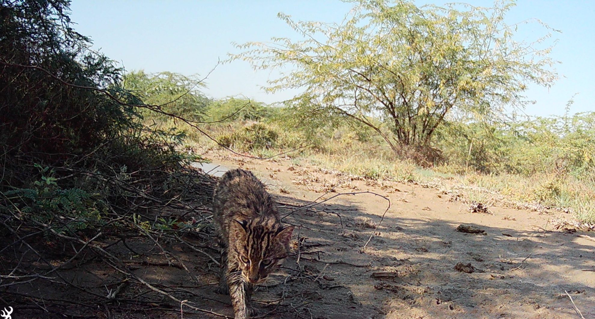 Fishing Cat © Indus Fishing Cat Project