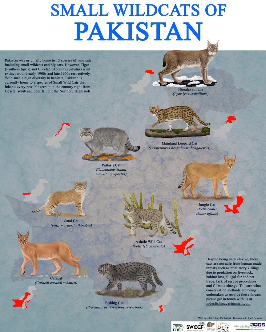 small wild cats of Pakistant