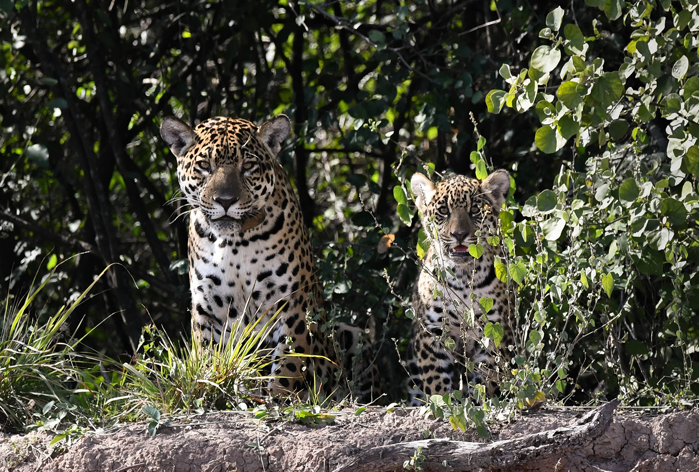 Courtesy Pablo Luna / Rewilding Argentina
