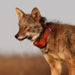 Red Wolf © Danielle Van Aken