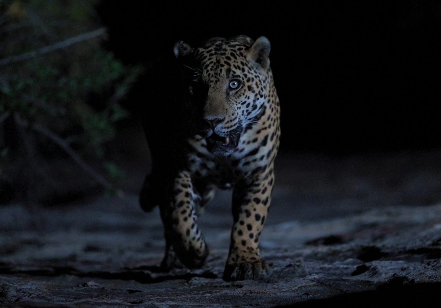 Photo courtesy The American Southwest / Fin and Fur Films