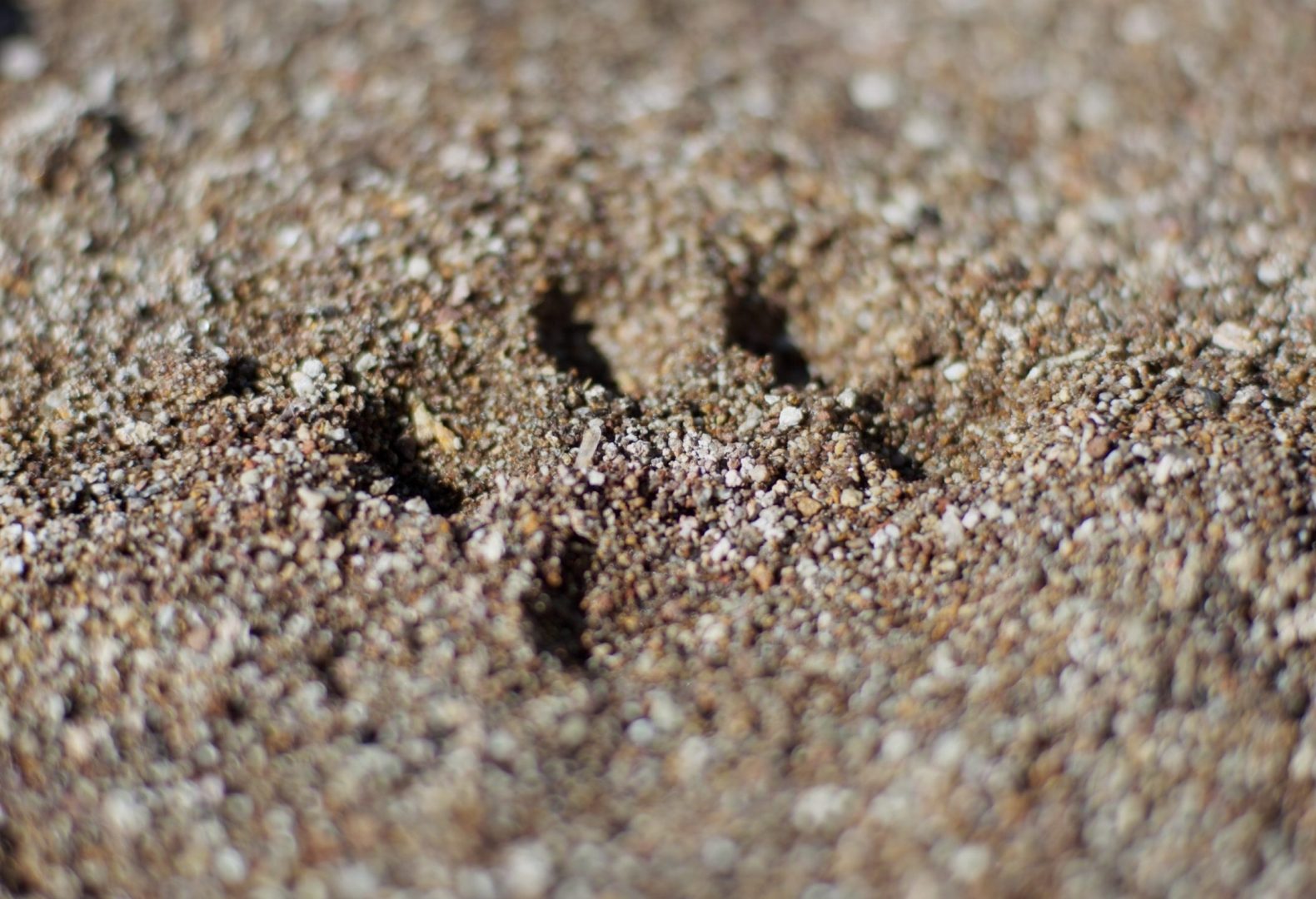 Courtesy The American Southwest / Fin and Fur Films