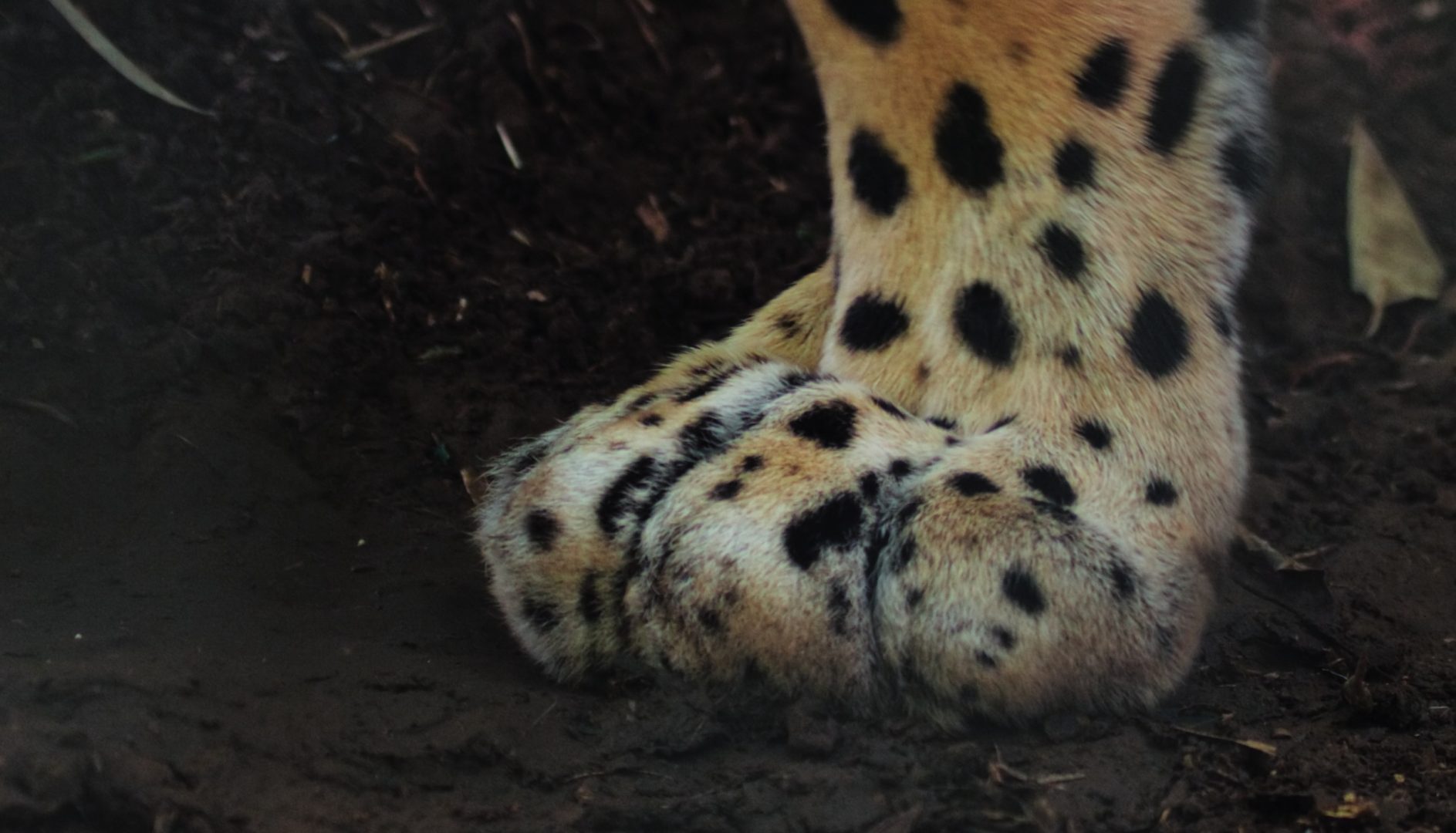 Courtesy The American Southwest / Fin and Fur Films