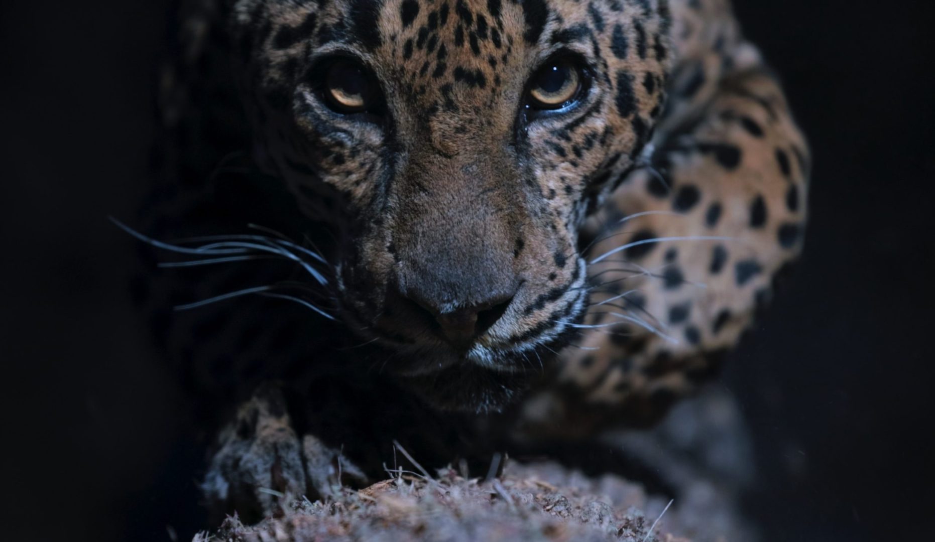 Photo courtesy The American Southwest / Fin and Fur Films