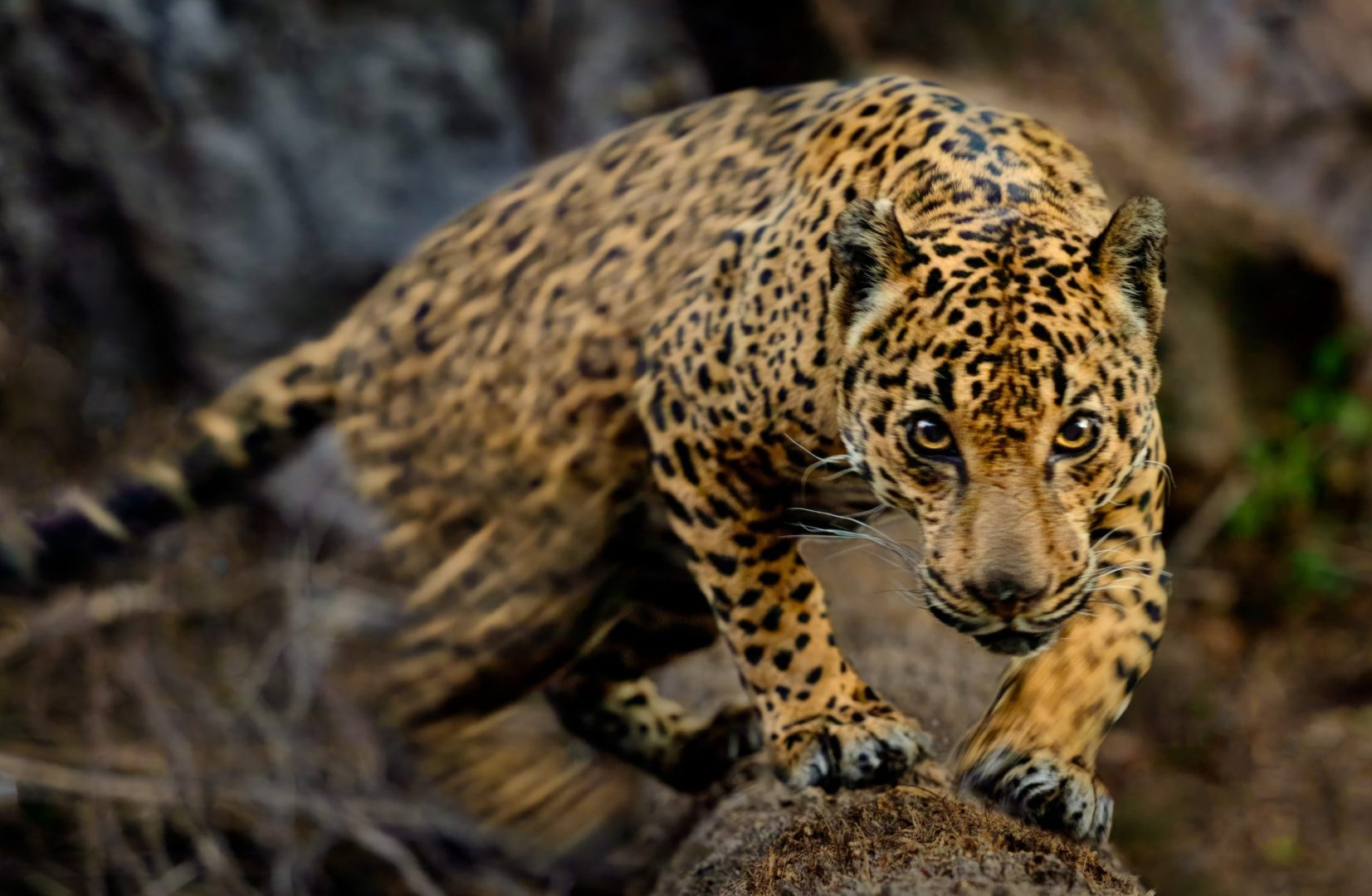 Photo courtesy The American Southwest / Fin and Fur Films