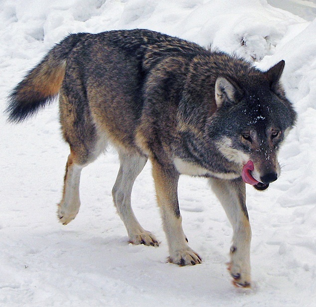 By Wolf_Kolmården.jpg: Daniel Mott from Stockholm, Swedenderivative work: Mariomassone - This file was derived from: Wolf Kolmården.jpg, CC BY-SA 2.0