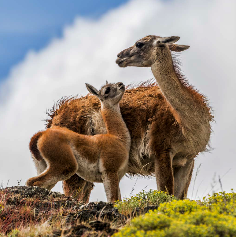 guanacos