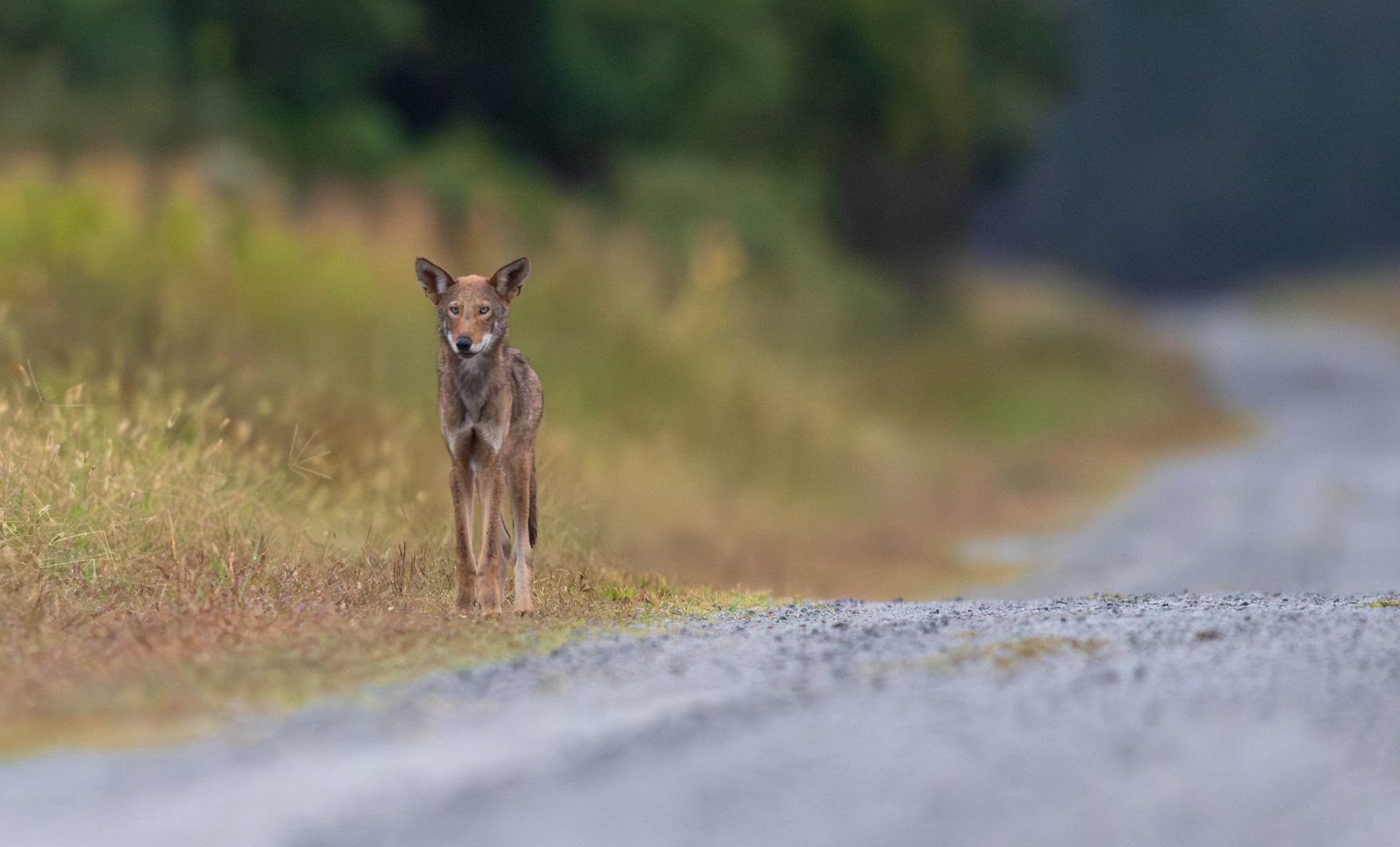 Red Wolf pup by Eric Trefney