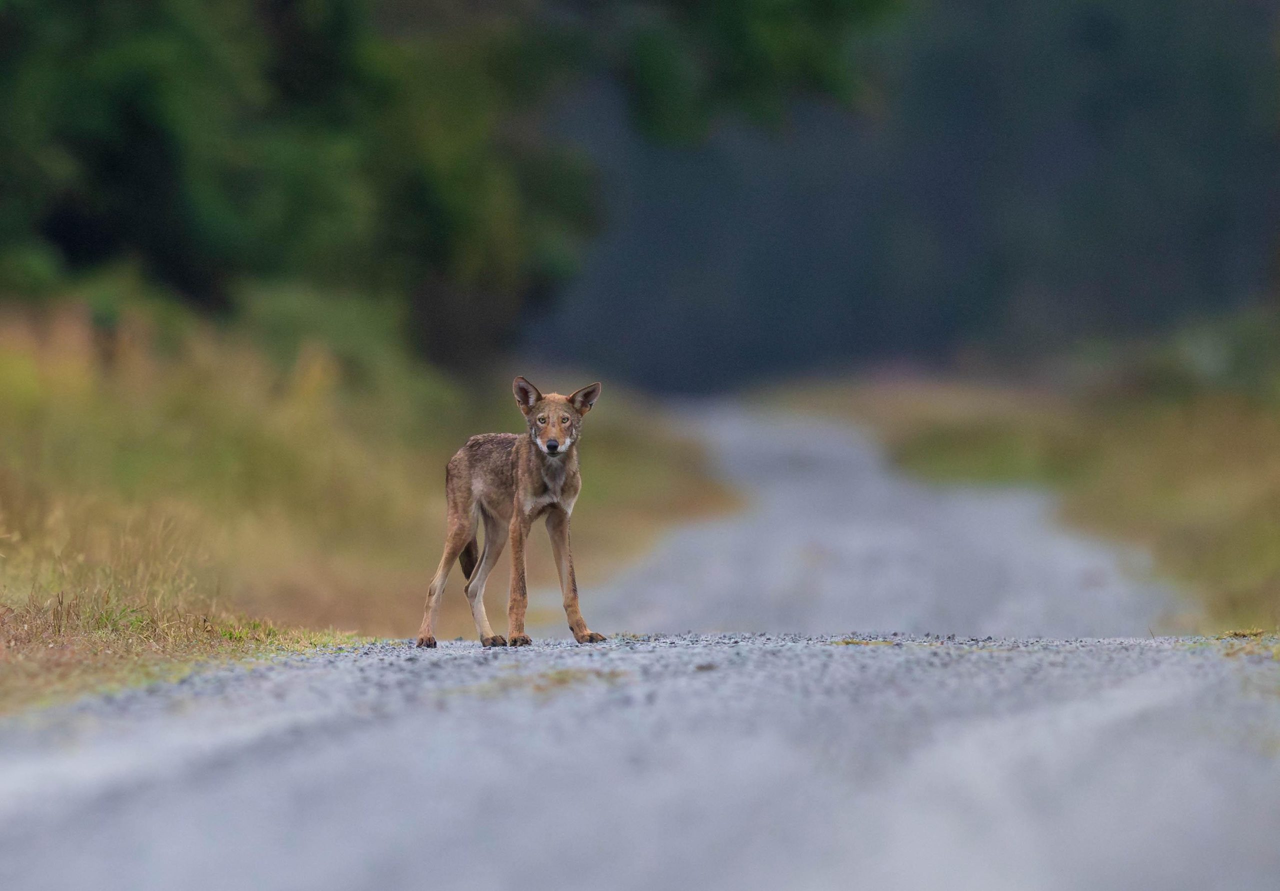 Red wolf pup by Eric Trefney