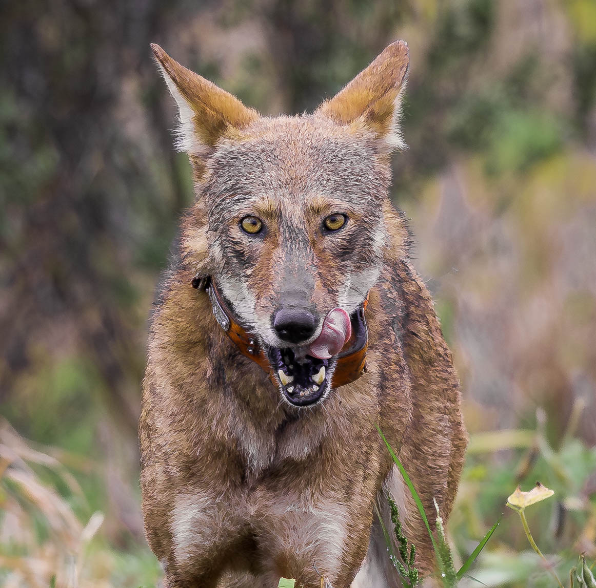 Fiery gaze by Eric Trefney