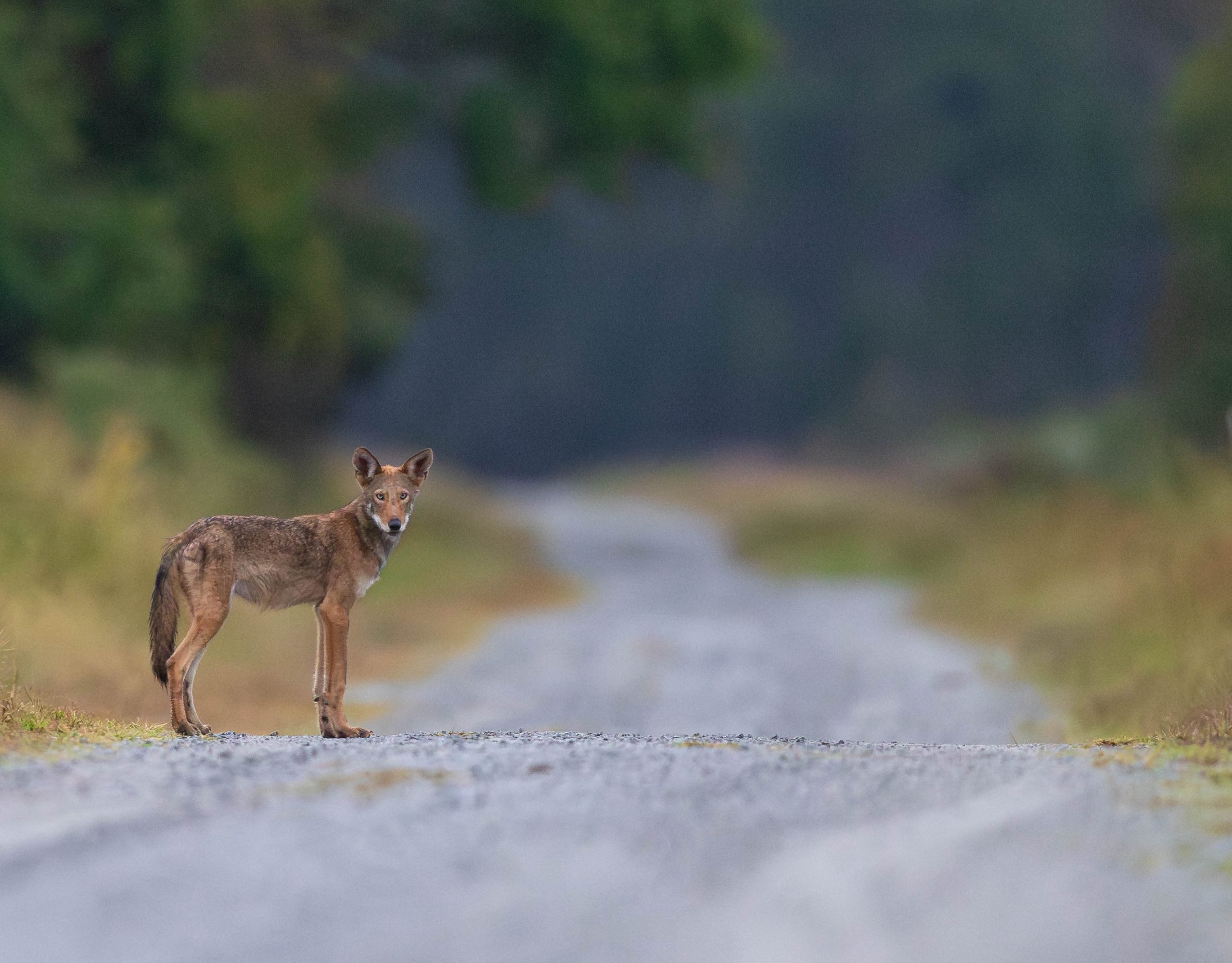 Red wolf pup by Eric Trefney