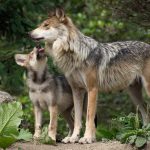 Mexican gray wolf with pup by Bob Haarmans / Wikimedia Commons