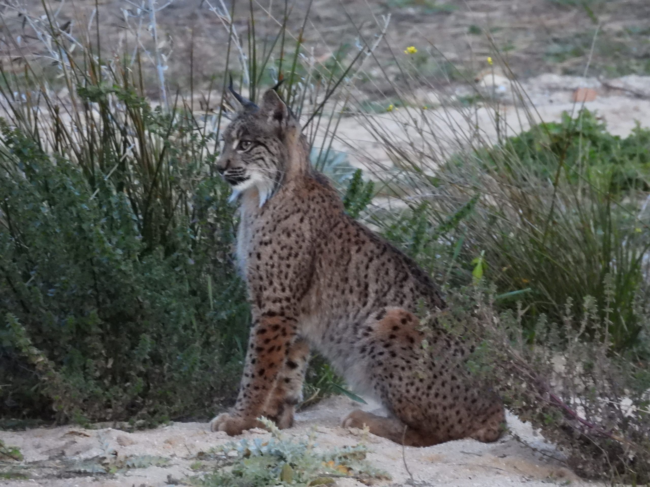 Iberian Lynx - Photo provided by CBD-Hábitat, Spain