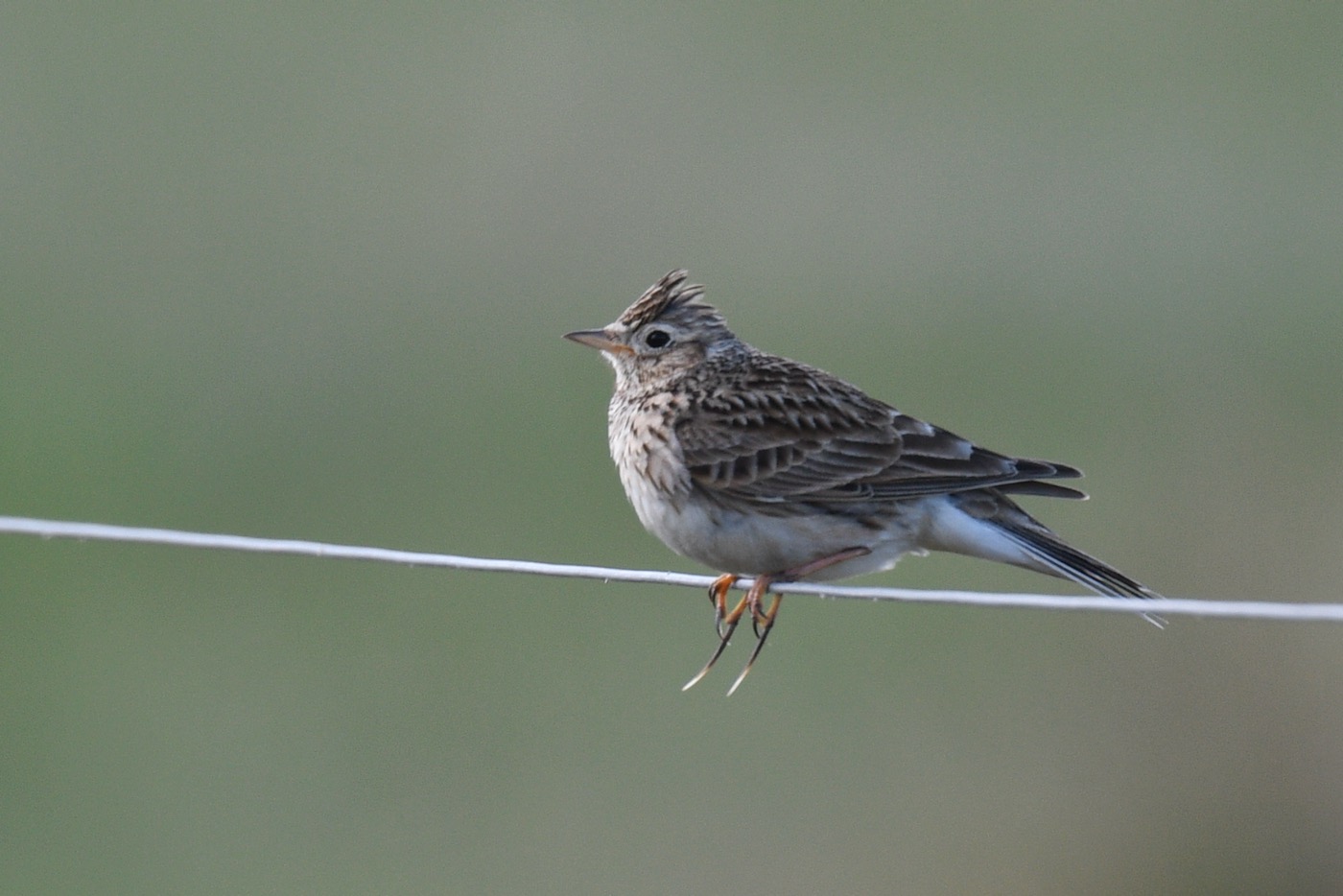 Eurasian skylark (a bird species reliant on agroecosystems)