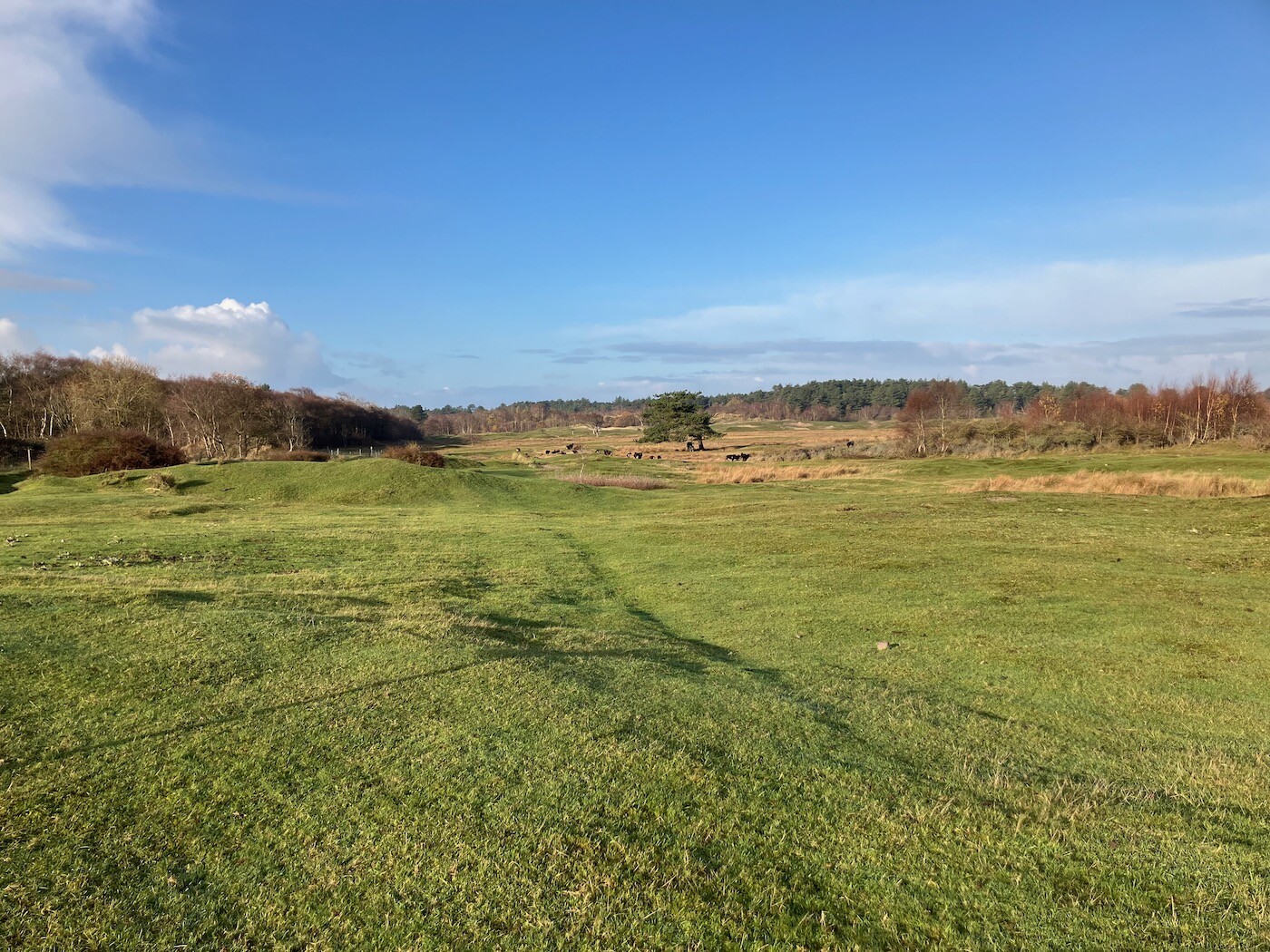 Landscape with grazers