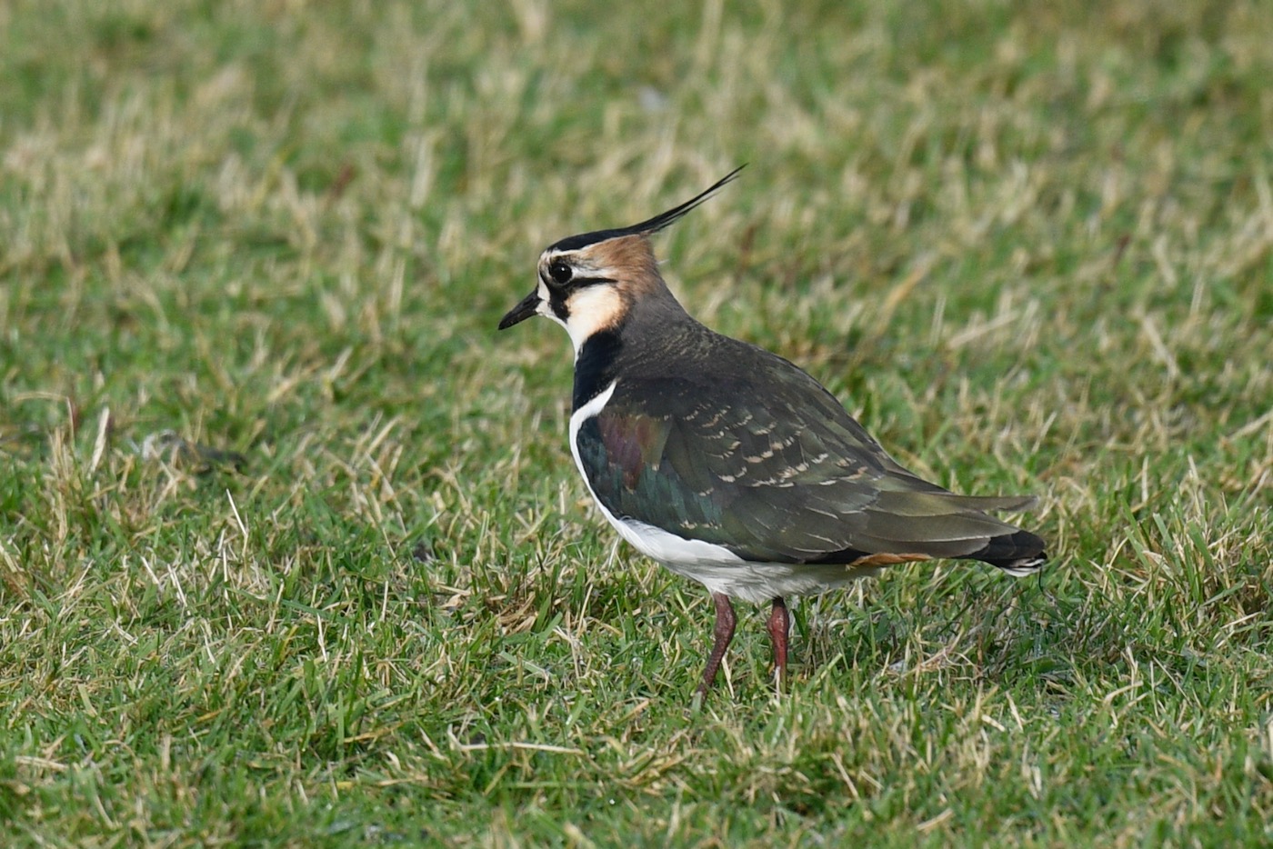 Lapwing (another European bird species known for utilizing farmland)
