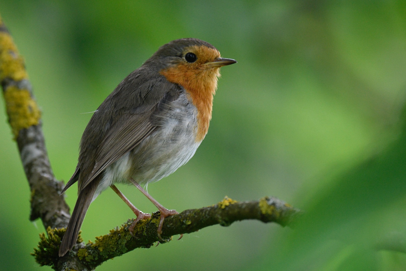 European Robin © Kate McFarland