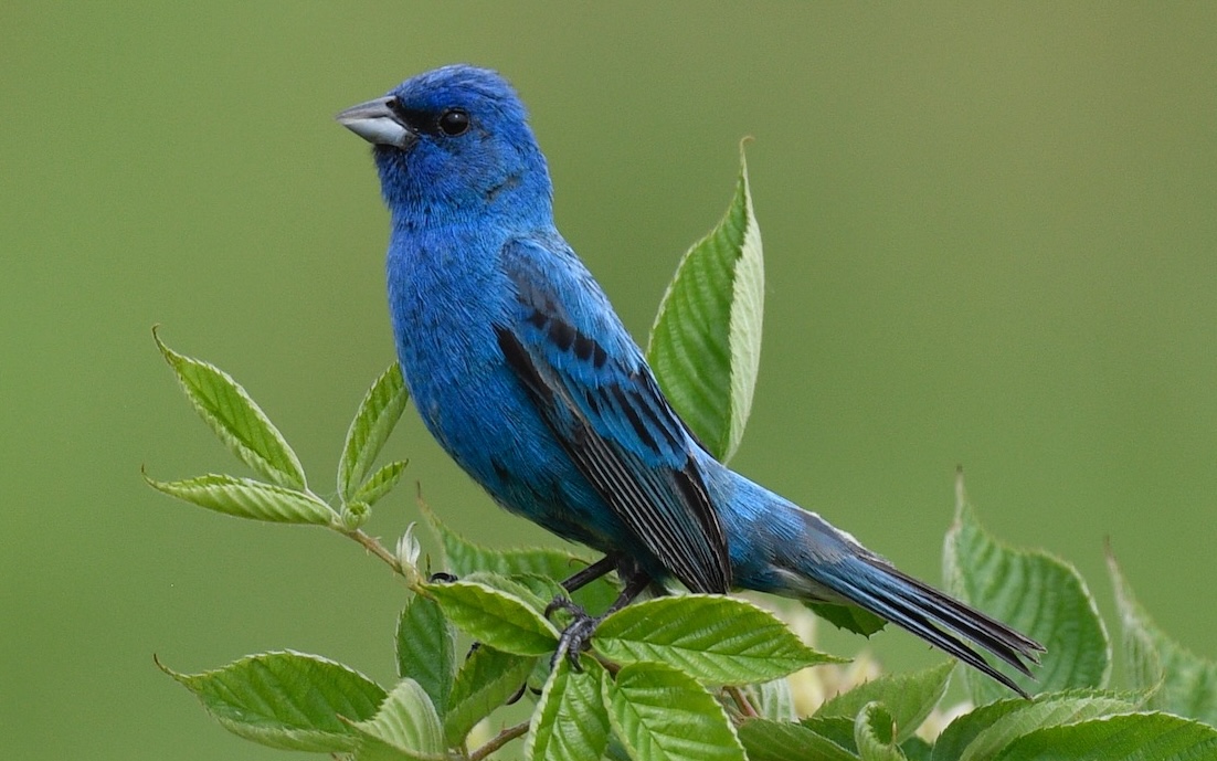 Indigo bunting (Photo by Kate McFarland)