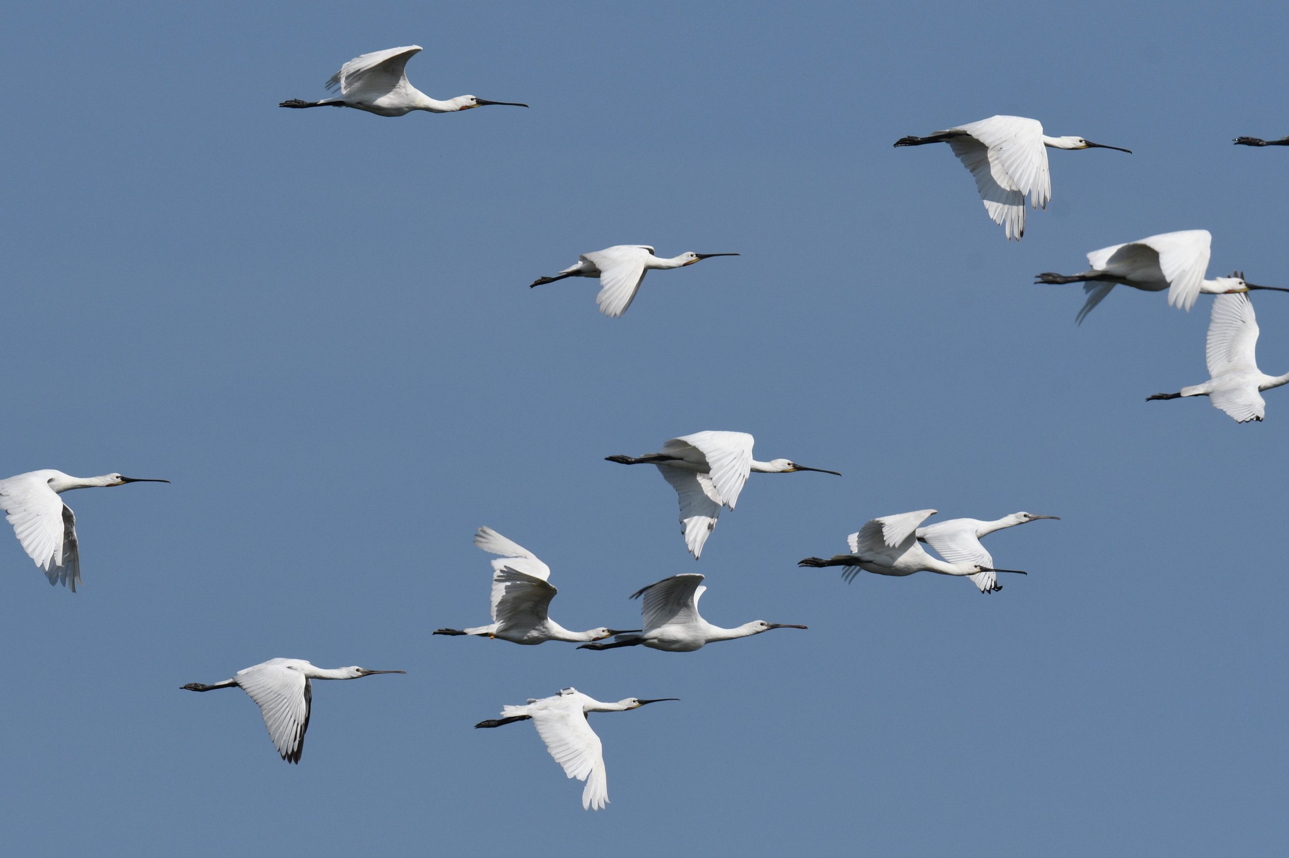 Spoonbills (threatened by wind development) over the Dutch Wadden Sea (Photo by Kate McFarland)