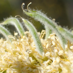 Developing fruit of velvet mesquite. Photo by Juliet Stromberg.