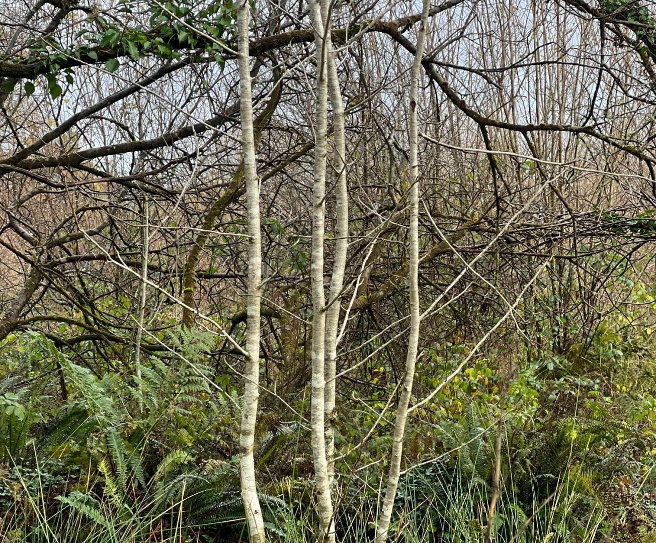 Photo by Jeanne Marie Mudd