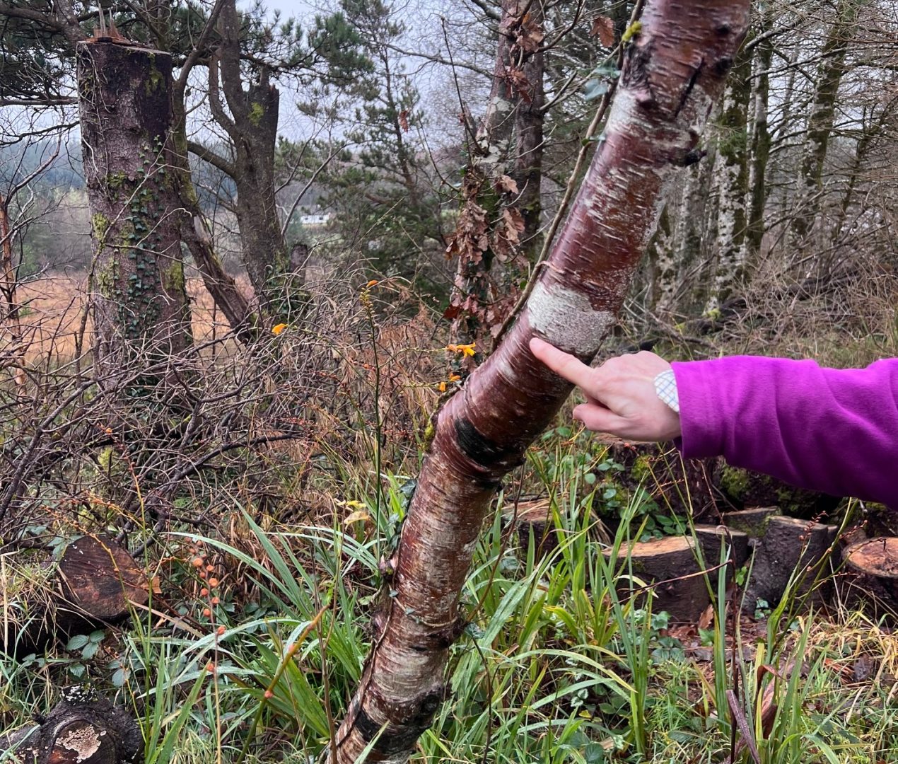 Photo by Jeanne Marie Mudd