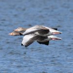 Greylag geese in flight (Netherlands) by Kate McFarland