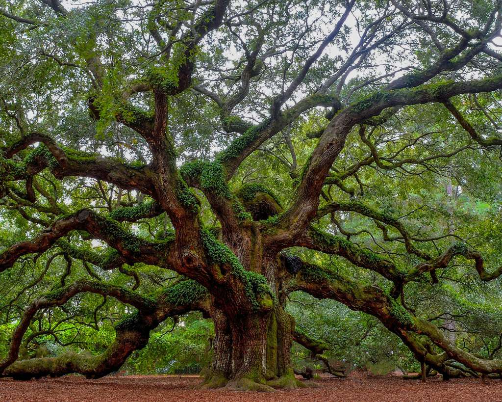 Episode 174: How Fiction Moves the Needle on Real-World Conservation